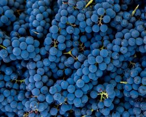 Read more about the article Back to basics | How is wine made?