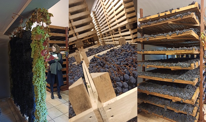 Drying grapes for Amarone at Quintarelli