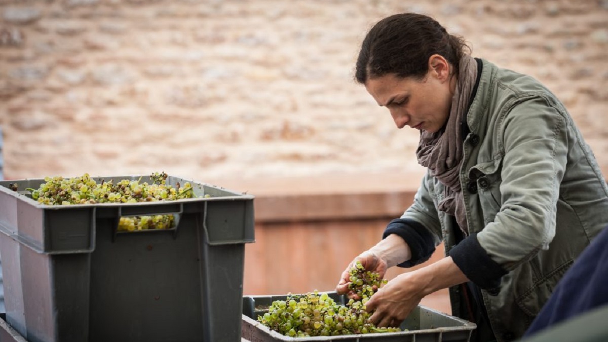 Read more about the article Domaine Ferret, channelling Fuissé terroir