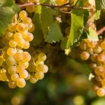 A guide to the grapes of France, region by region