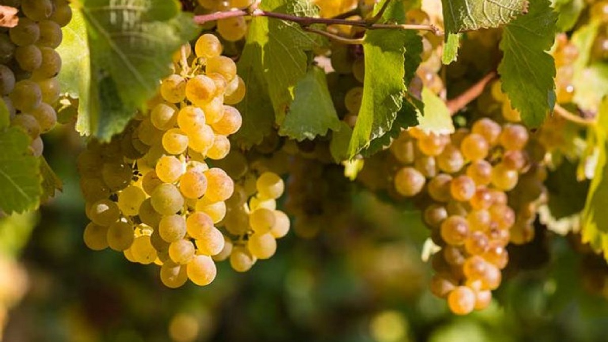 Read more about the article A guide to the grapes of France