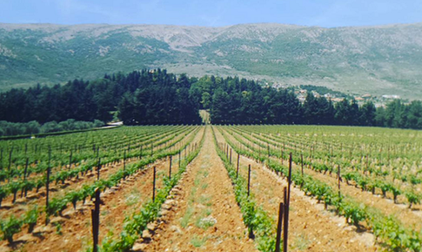 kefraya vineyard