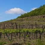 Domaine des Vignes Oubliées | Vines Brought Back to Life