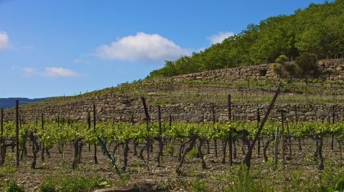 Read more about the article Domaine des Vignes Oubliées | Vines Brought Back to Life