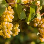 Grape guide | Chardonnay around the world