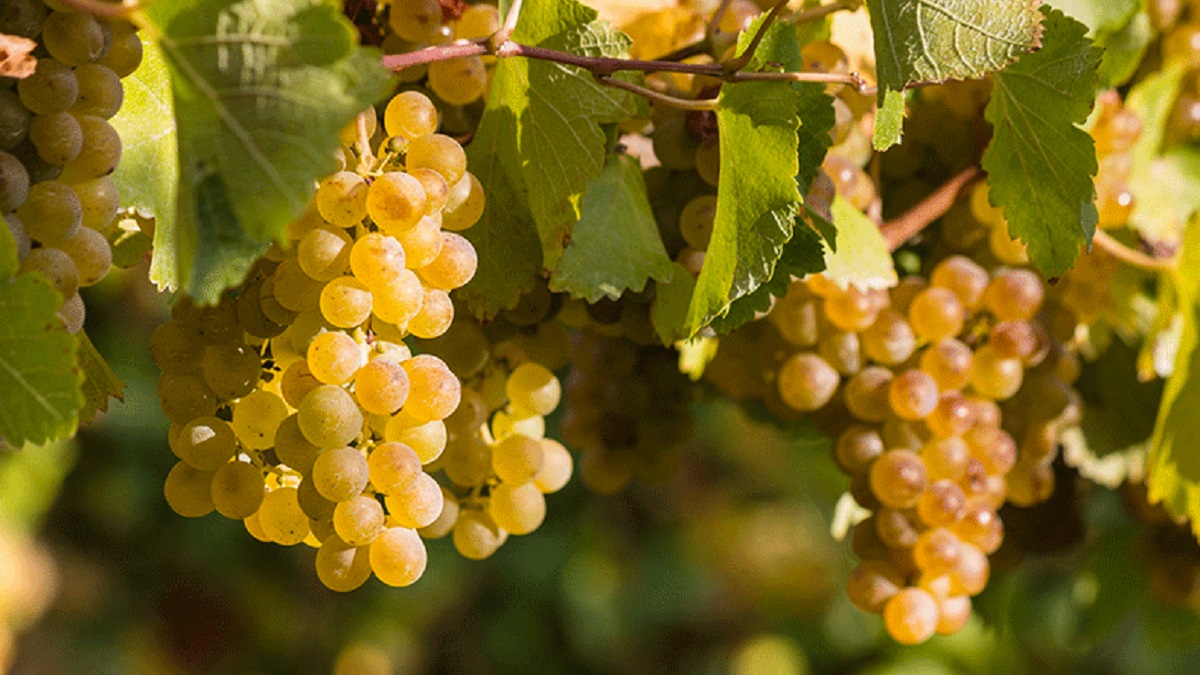 Read more about the article Grape guide | Chardonnay around the world