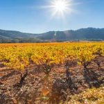 Mas Jullien | Freshness and mineral purity at the heart of the Languedoc