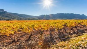 Read more about the article Top Languedoc-Roussillon wines | First-half review 2021