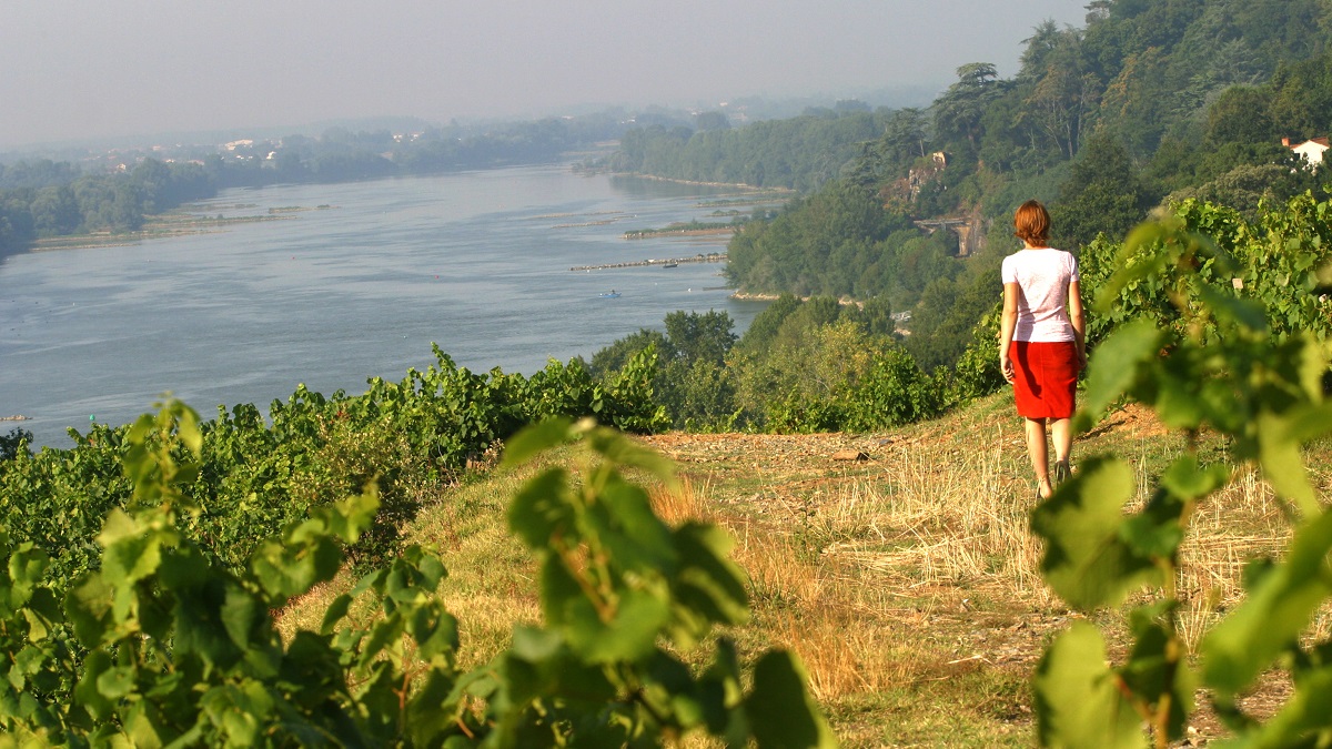 Read more about the article Muscadet – Our guide to the Loire’s hidden gem 