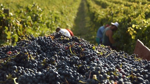 Read more about the article How are grapes harvested?