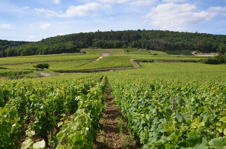 Gevrey Chambertin vins leading up a gentle slope to a forest