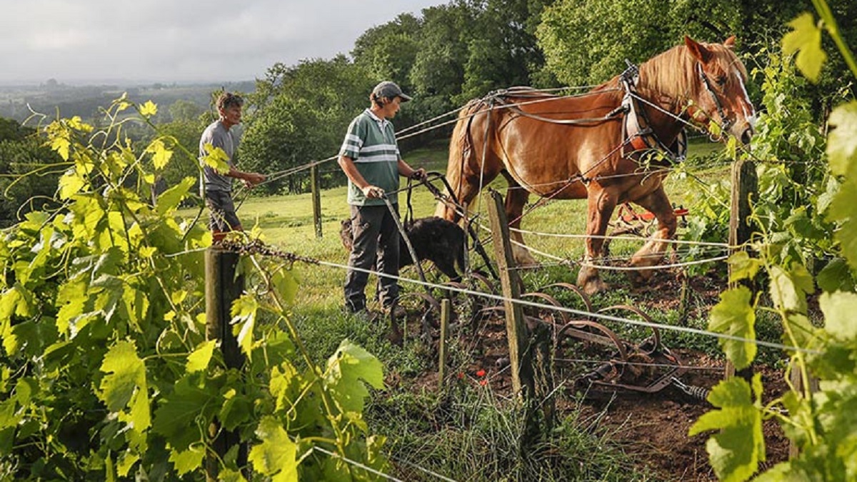 Read more about the article Château Le Puy | Bordeaux’s dark horse