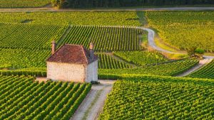 Read more about the article Appellation guide | Gevrey-Chambertin, Burgundy