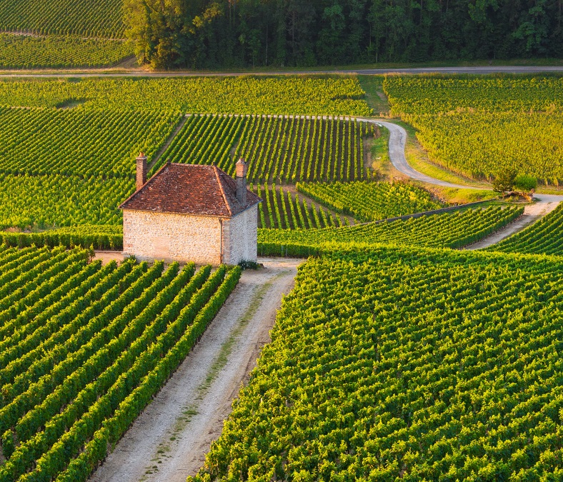 Appellation guide | Gevrey-Chambertin, Burgundy | Le blog iDealwine