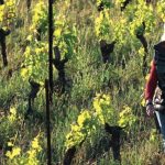 Domaine Peyre-Rose | One of a kind