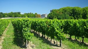 Read more about the article The terroirs of Bordeaux