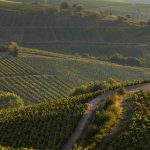 Georges Descombes | Beaujolais’ Gamay guru