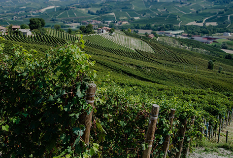 roberto voerzio barolo winemaker