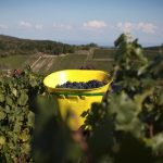 Clos des Vignes du Maynes | Natural Burgundy in its element