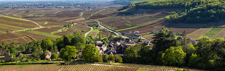 A view of the Pernand Vergelesses vineyard belonging to Chandon Briailles