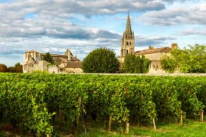 Wines growing in Saint Emilion 