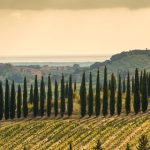 Fine wines of the world | Names to note from 4 non-French regions