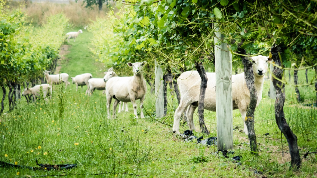 Read more about the article Can biodynamic wine save the planet?