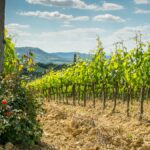 Why plant rosebushes at the end of vine rows?
