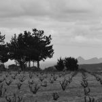 Eben Sadie, a venerated vintner