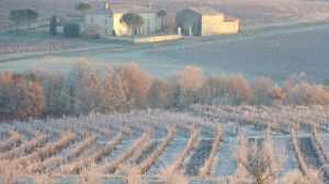 Read more about the article Domaine Plageoles | Bringing Gaillac back to life