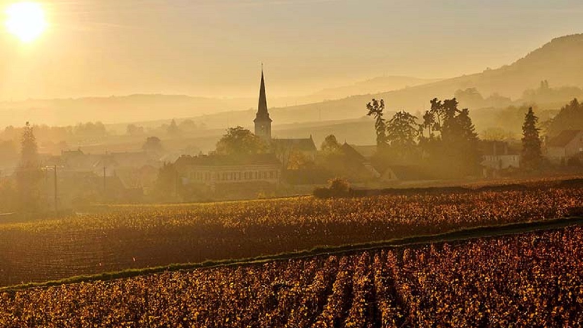 Read more about the article Best of Burgundy | Our selection