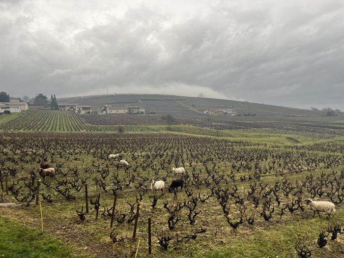 Mee Goddard's vines in Beaujolais