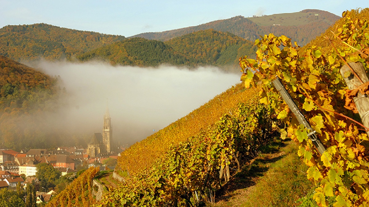 Read more about the article Domaine Zind-Humbrecht | Alsace’s haute-couture winery