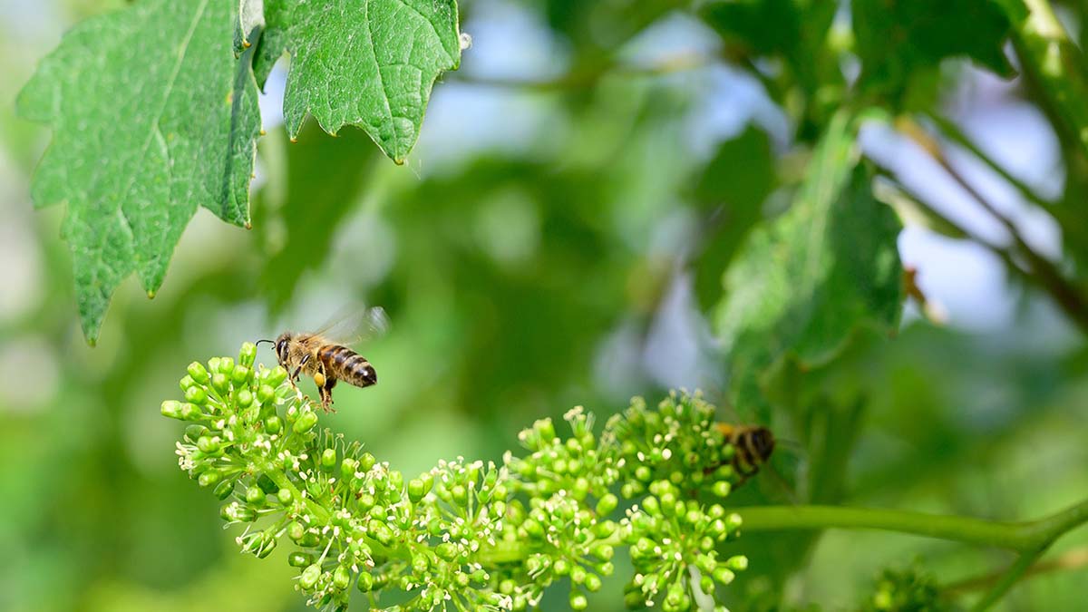 Read more about the article Groundbreaking natural names for spring