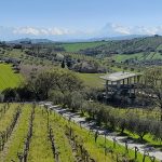 Azienda Emidio Pepe, Abruzzo’s living wine archive
