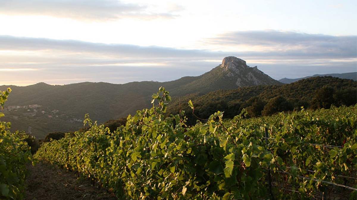 Read more about the article Domaine Le Soula, up in the clouds of Catalonia