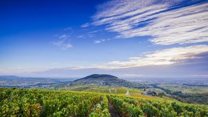 Read more about the article Beaujolais’ Fleurie and Morgon appellations, a quick guide