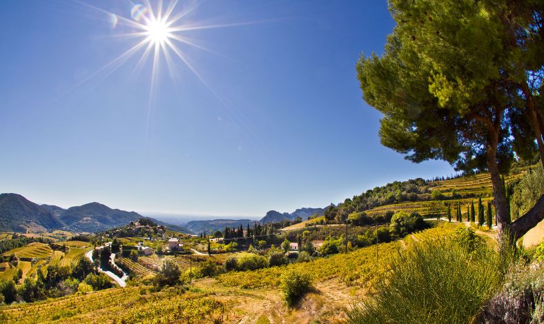 vineyard rhone valley ferme saint martin