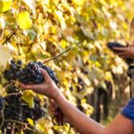 Giulia Negri | ‘I was known as the Barolo girl’