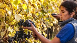 Read more about the article Giulia Negri | ‘I was known as the Barolo girl’