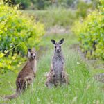 Back to basics | A simple guide to Australian wine