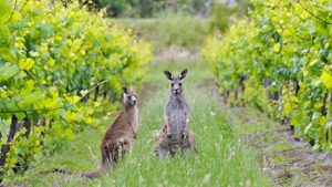 Read more about the article Back to basics | A simple guide to Australian wine