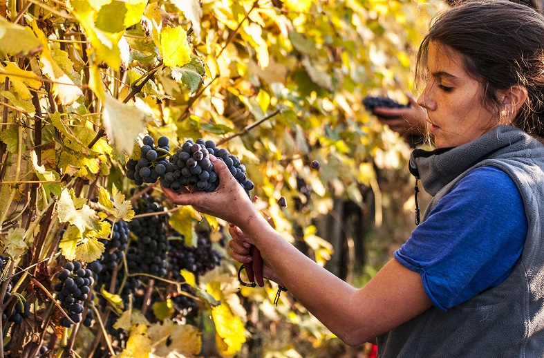 Giulia Negri harvesting grapes