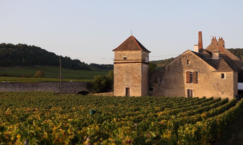 BURGUNDY VINEYARD