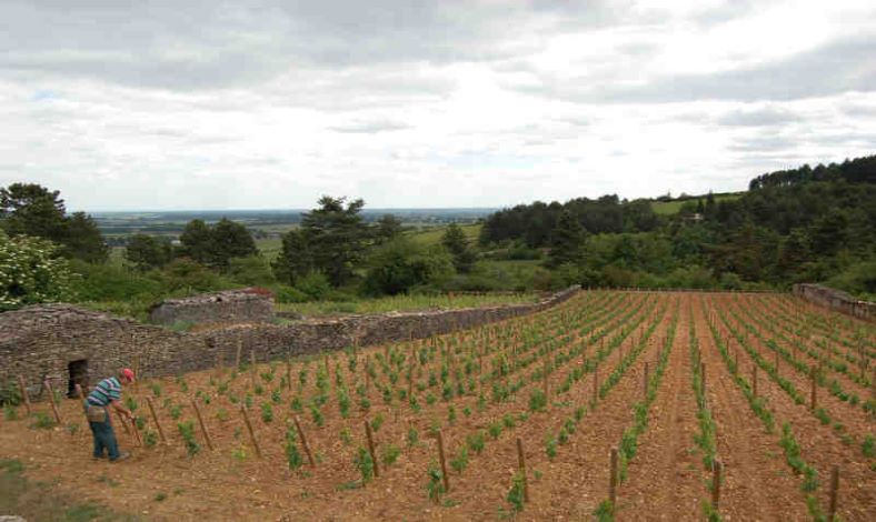 vineyard of bernard millot