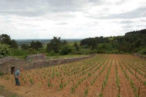 Read more about the article Domaine Bernard Millot | Young Talent in Meursault