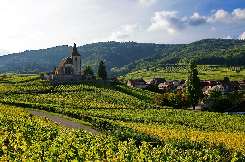 alsace vineyard