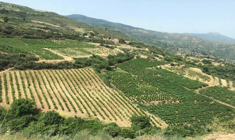 Tetramythos VINEYARD IN GREECE