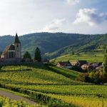 Hammer Price Analysis | Alsace Wines, Ranked