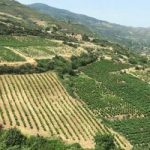 Organic Greek Wine | Tetramythos